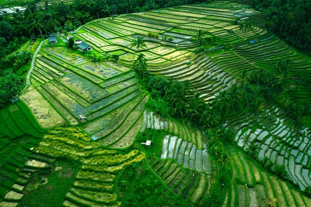 Kubu D'Ume Homestay Jatiluwih Buitenkant foto