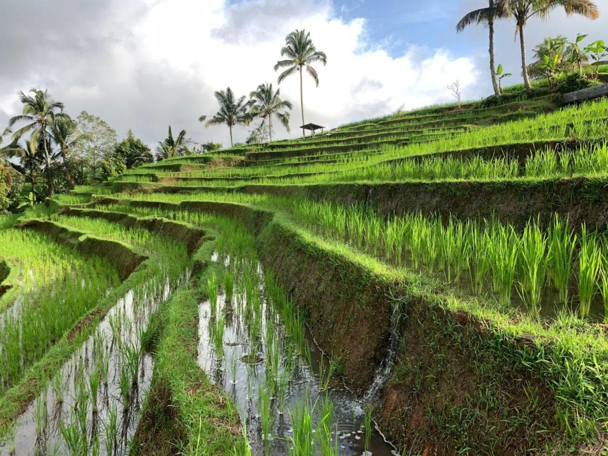 Kubu D'Ume Homestay Jatiluwih Buitenkant foto
