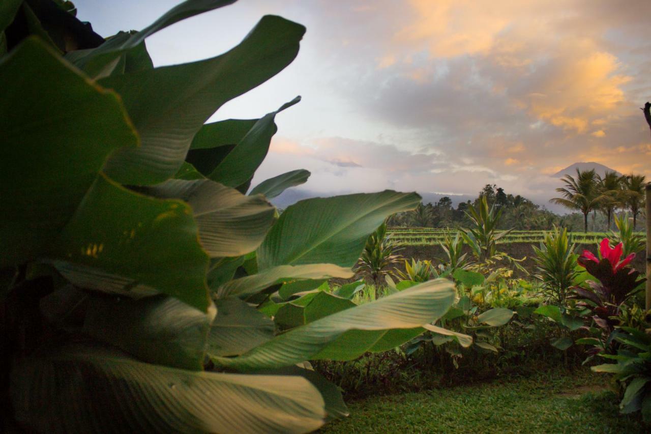 Kubu D'Ume Homestay Jatiluwih Buitenkant foto