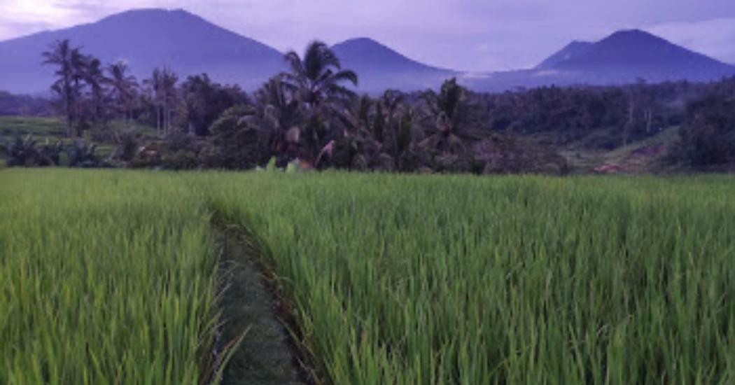 Kubu D'Ume Homestay Jatiluwih Buitenkant foto