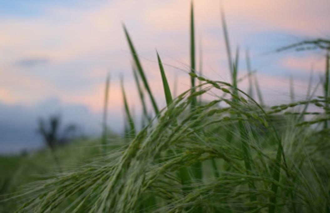 Kubu D'Ume Homestay Jatiluwih Buitenkant foto