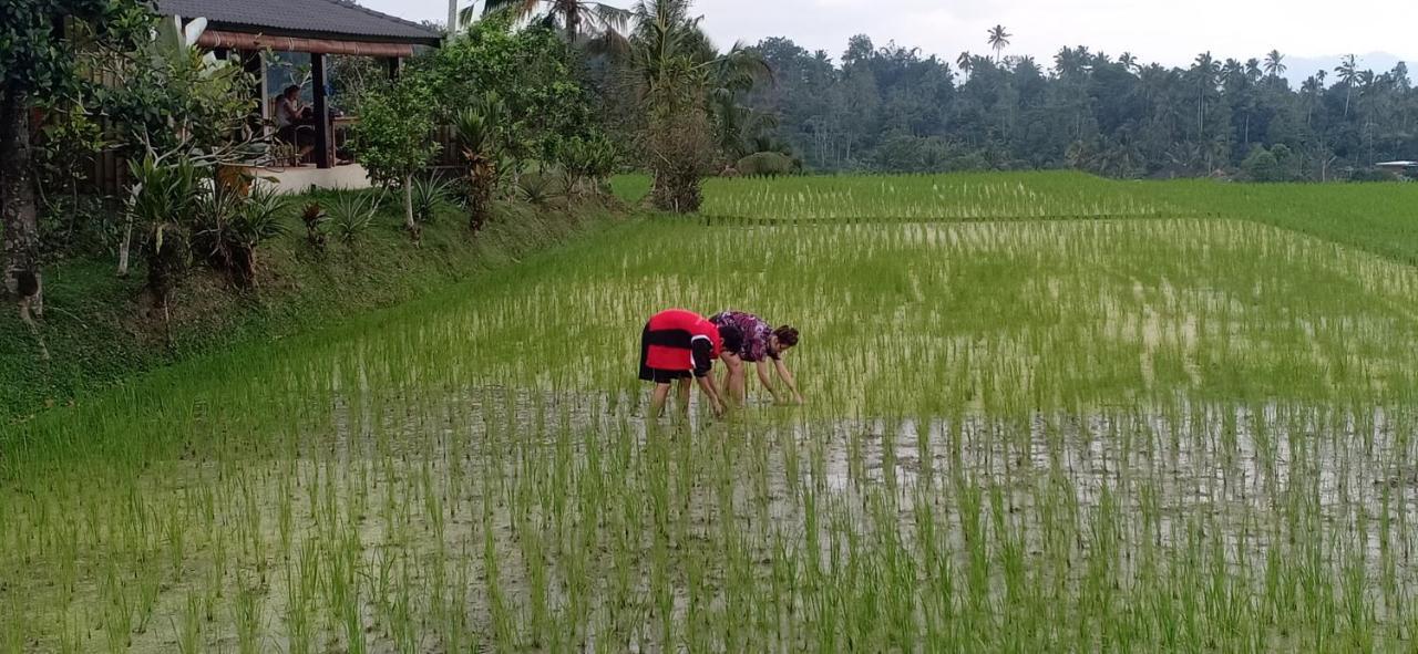 Kubu D'Ume Homestay Jatiluwih Buitenkant foto